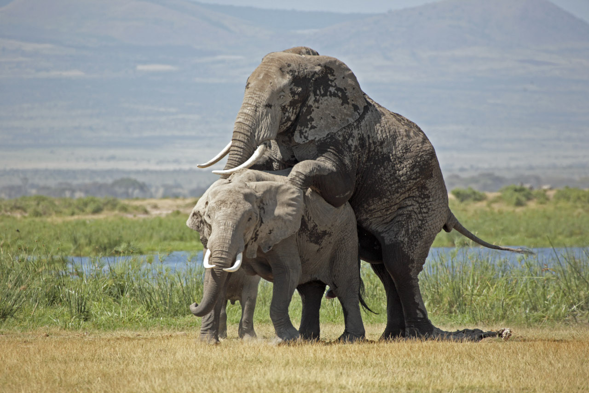 Must: A dangerous time when elephants go mad with rage and destroy everything they see in search of a female - Elephants, Africa, Animals, Wild animals, Yandex Zen, GIF, Yandex Zen (link), Longpost