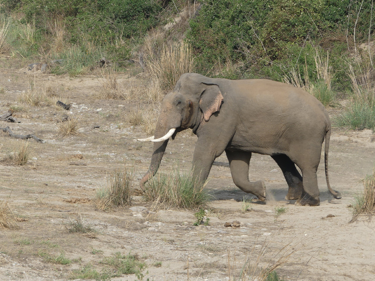 Must: A dangerous time when elephants go mad with rage and destroy everything they see in search of a female - Elephants, Africa, Animals, Wild animals, Yandex Zen, GIF, Yandex Zen (link), Longpost