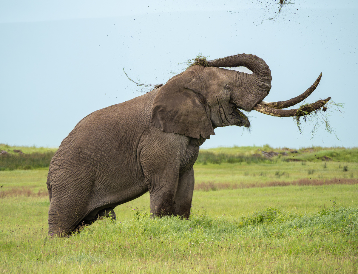 Must: A dangerous time when elephants go mad with rage and destroy everything they see in search of a female - Elephants, Africa, Animals, Wild animals, Yandex Zen, GIF, Yandex Zen (link), Longpost