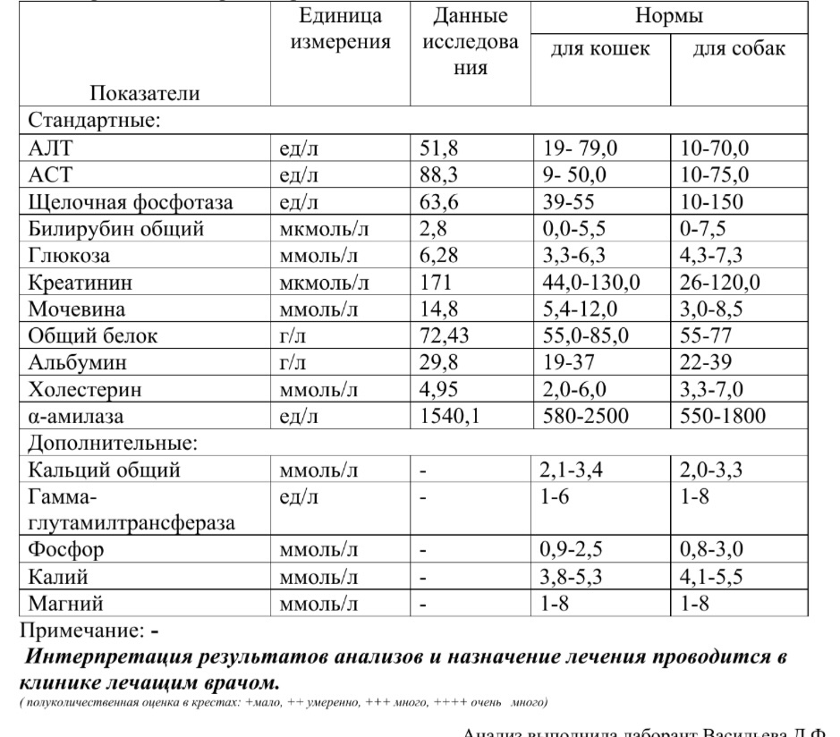 What's wrong with the cat? - Veterinary, Disease