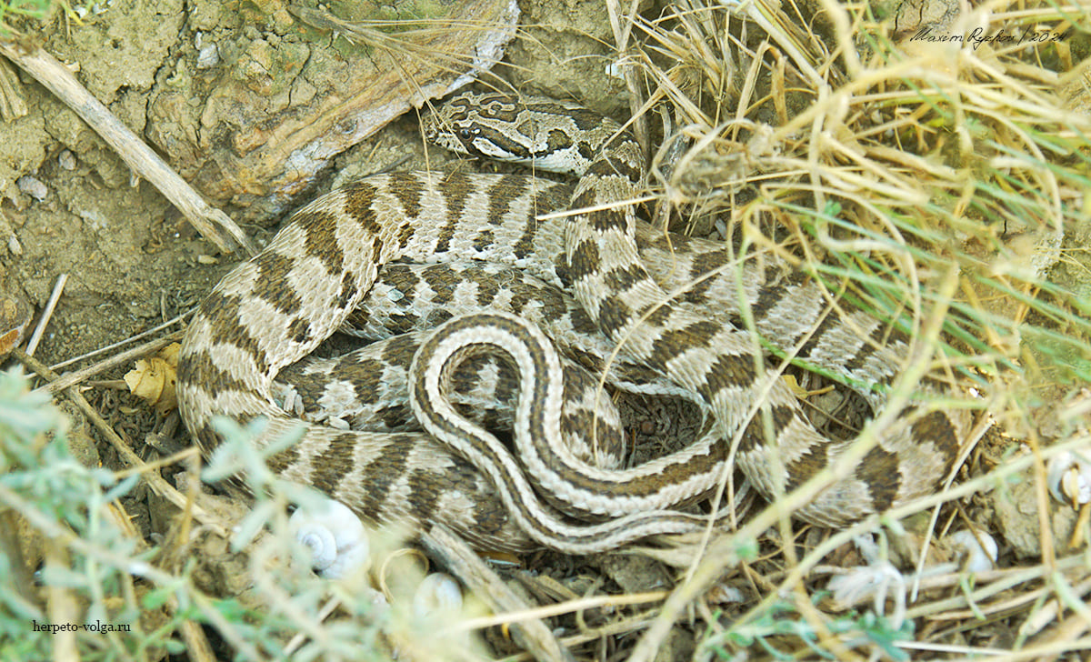 Variegated Racer (Hemorrhois ravergieri) - My, Reptiles, Herpetology, Poisonous animals, Skid, Snake bite, Snake, Longpost