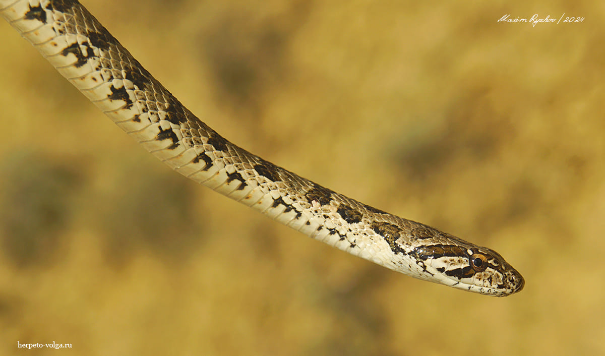 Variegated Racer (Hemorrhois ravergieri) - My, Reptiles, Herpetology, Poisonous animals, Skid, Snake bite, Snake, Longpost