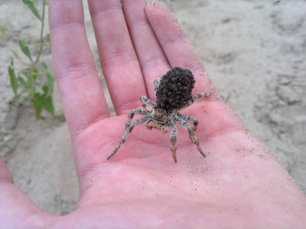 Mizgir: The only tarantula in Russia. It's best not to anger it, it bites powerfully - Tarantula, Spider, Insects, Animals, Wild animals, Yandex Zen, Yandex Zen (link), Longpost