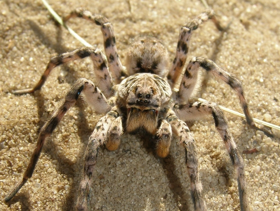 Mizgir: The only tarantula in Russia. It's best not to anger it, it bites powerfully - Tarantula, Spider, Insects, Animals, Wild animals, Yandex Zen, Yandex Zen (link), Longpost