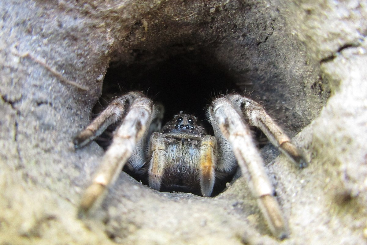 Mizgir: The only tarantula in Russia. It's best not to anger it, it bites powerfully - Tarantula, Spider, Insects, Animals, Wild animals, Yandex Zen, Yandex Zen (link), Longpost