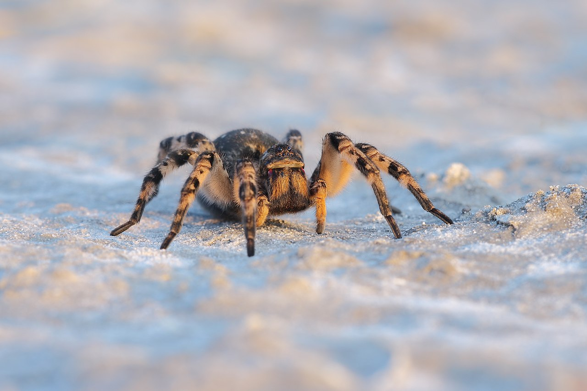 Mizgir: The only tarantula in Russia. It's best not to anger it, it bites powerfully - Tarantula, Spider, Insects, Animals, Wild animals, Yandex Zen, Yandex Zen (link), Longpost