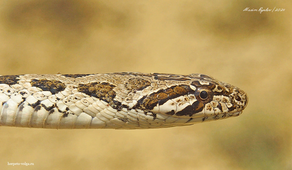 Variegated Racer (Hemorrhois ravergieri) - My, Reptiles, Herpetology, Poisonous animals, Skid, Snake bite, Snake, Longpost