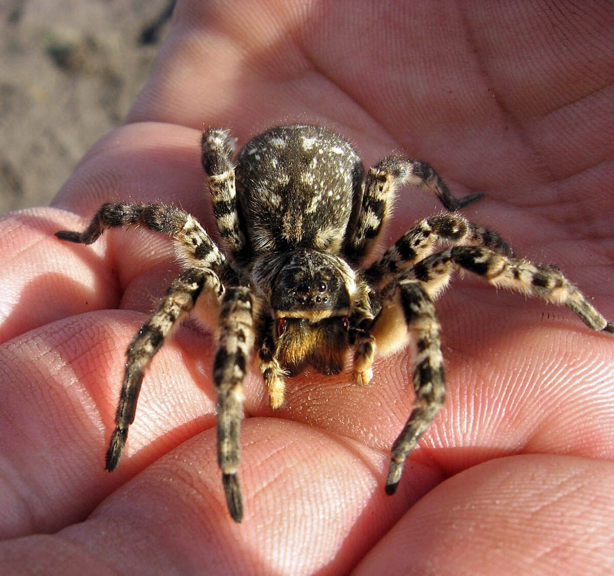 Mizgir: The only tarantula in Russia. It's best not to anger it, it bites powerfully - Tarantula, Spider, Insects, Animals, Wild animals, Yandex Zen, Yandex Zen (link), Longpost