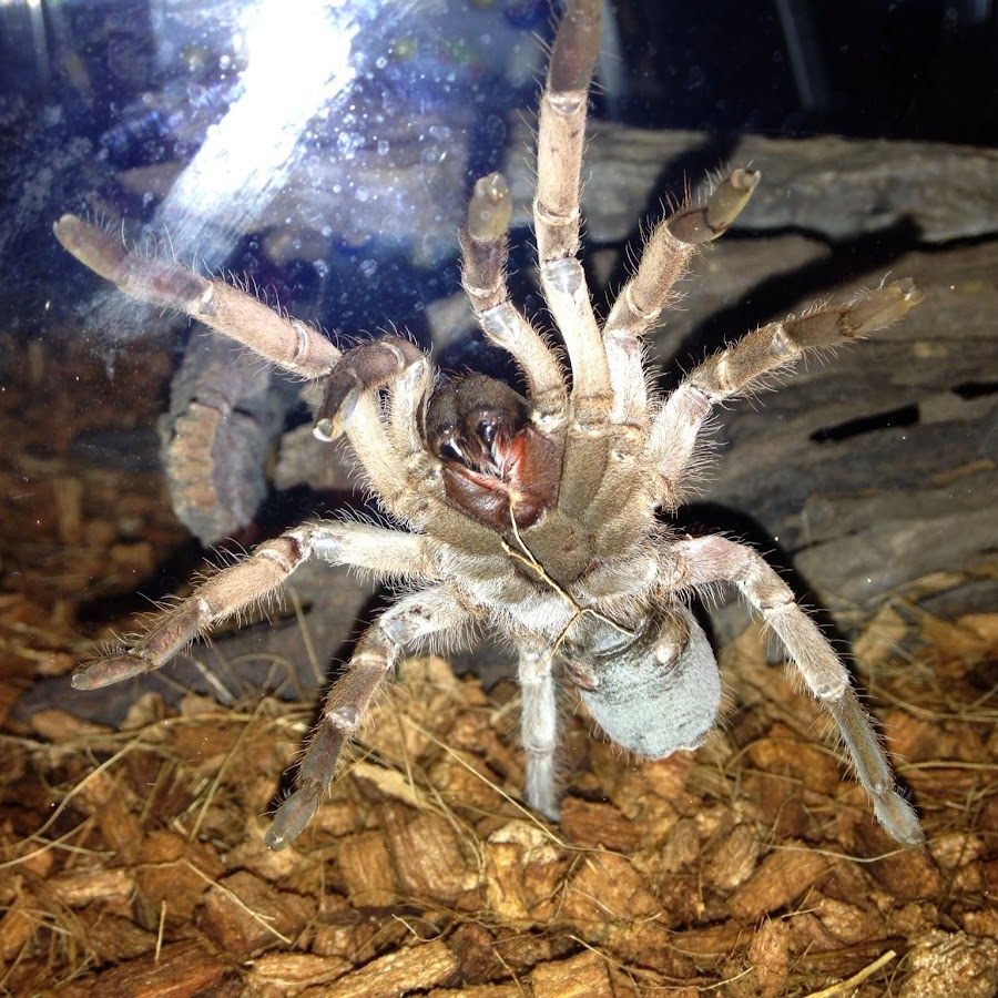 Mizgir: The only tarantula in Russia. It's best not to anger it, it bites powerfully - Tarantula, Spider, Insects, Animals, Wild animals, Yandex Zen, Yandex Zen (link), Longpost