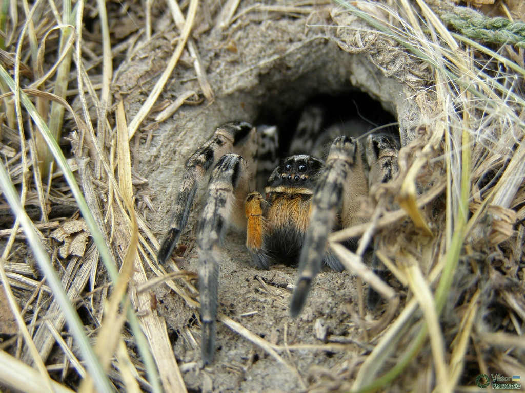 Mizgir: The only tarantula in Russia. It's best not to anger it, it bites powerfully - Tarantula, Spider, Insects, Animals, Wild animals, Yandex Zen, Yandex Zen (link), Longpost