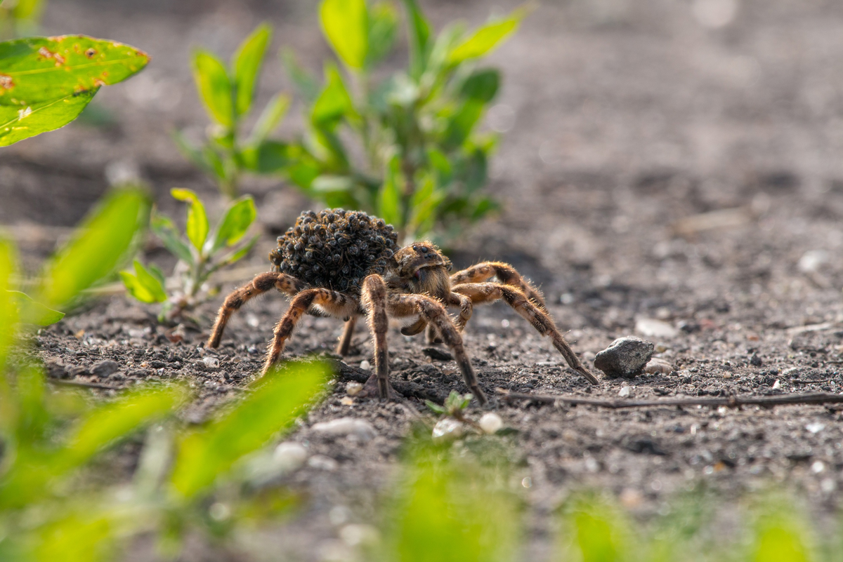 Mizgir: The only tarantula in Russia. It's best not to anger it, it bites powerfully - Tarantula, Spider, Insects, Animals, Wild animals, Yandex Zen, Yandex Zen (link), Longpost