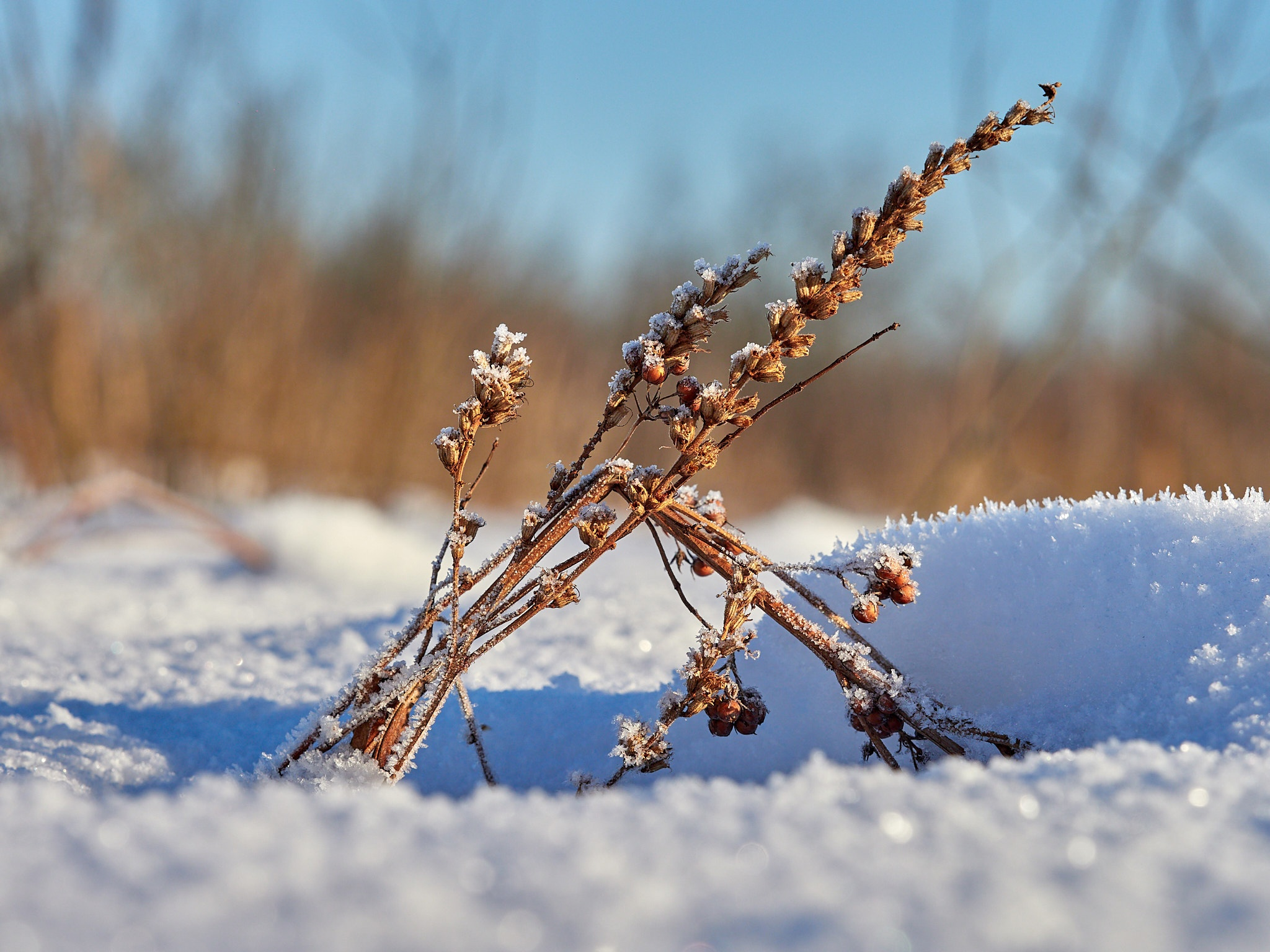 A little more and again -35, fractal frost and berry-stuffed, drunken bullfinches - My, The photo, Landscape, The sun, freezing, Frost, Birds, Bullfinches, Beautiful view, Russia, Longpost