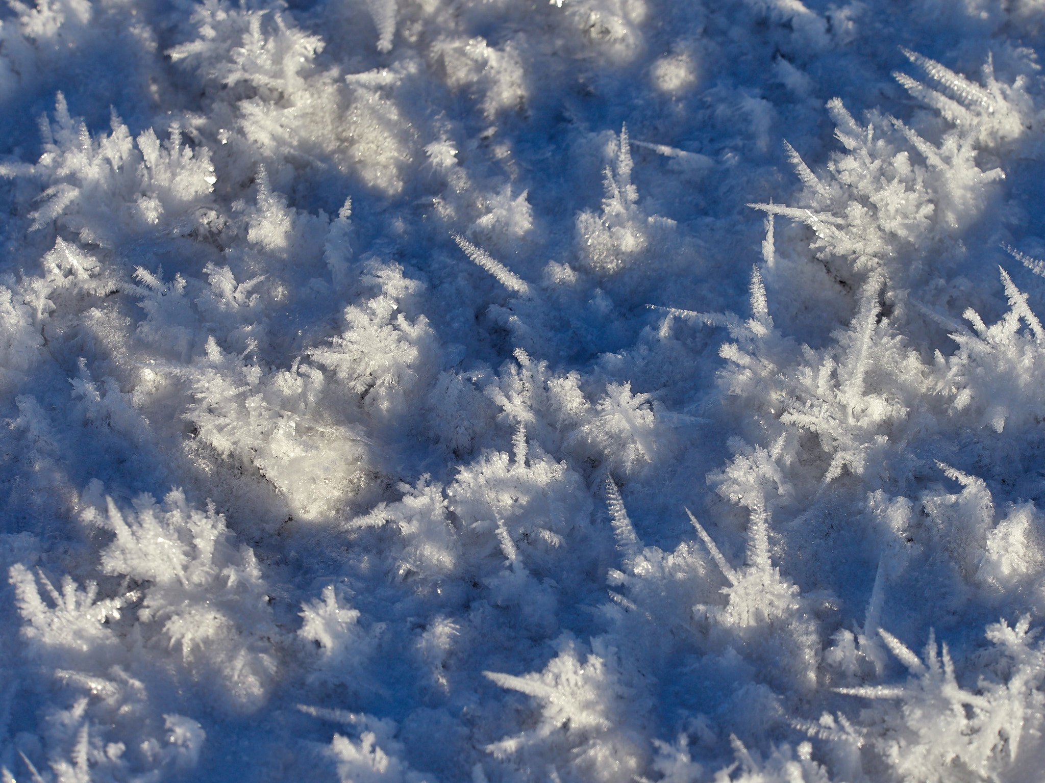 A little more and again -35, fractal frost and berry-stuffed, drunken bullfinches - My, The photo, Landscape, The sun, freezing, Frost, Birds, Bullfinches, Beautiful view, Russia, Longpost