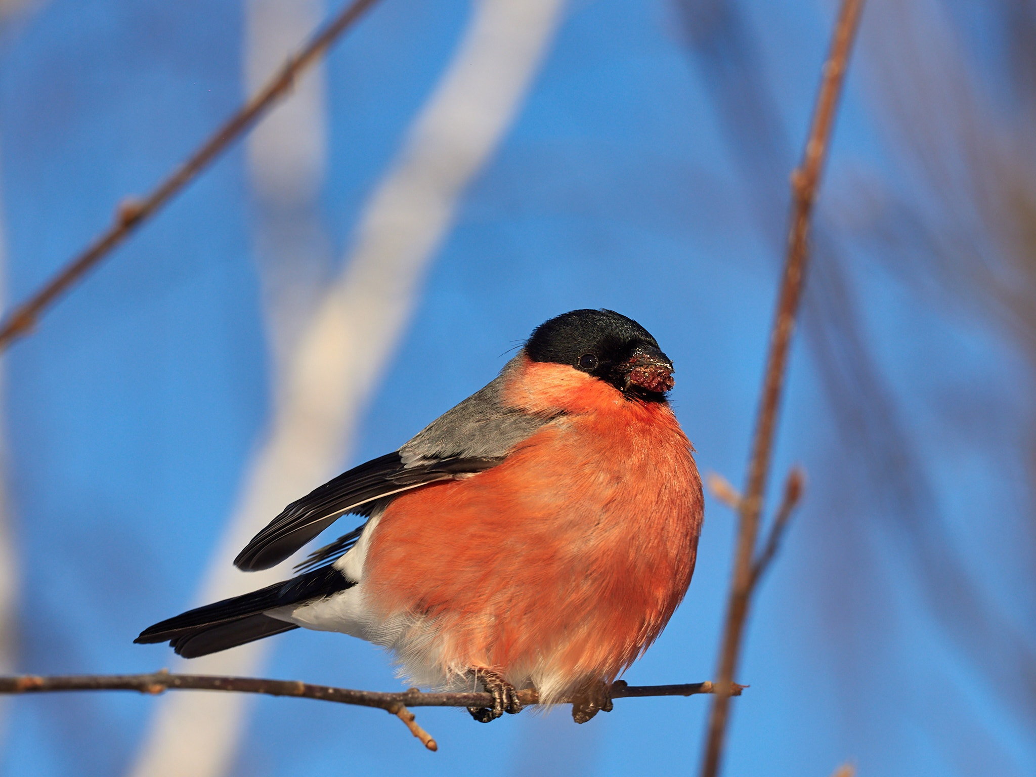 A little more and again -35, fractal frost and berry-stuffed, drunken bullfinches - My, The photo, Landscape, The sun, freezing, Frost, Birds, Bullfinches, Beautiful view, Russia, Longpost