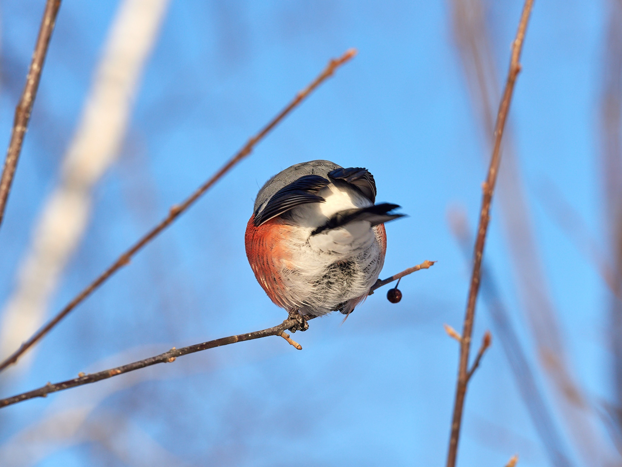 A little more and again -35, fractal frost and berry-stuffed, drunken bullfinches - My, The photo, Landscape, The sun, freezing, Frost, Birds, Bullfinches, Beautiful view, Russia, Longpost