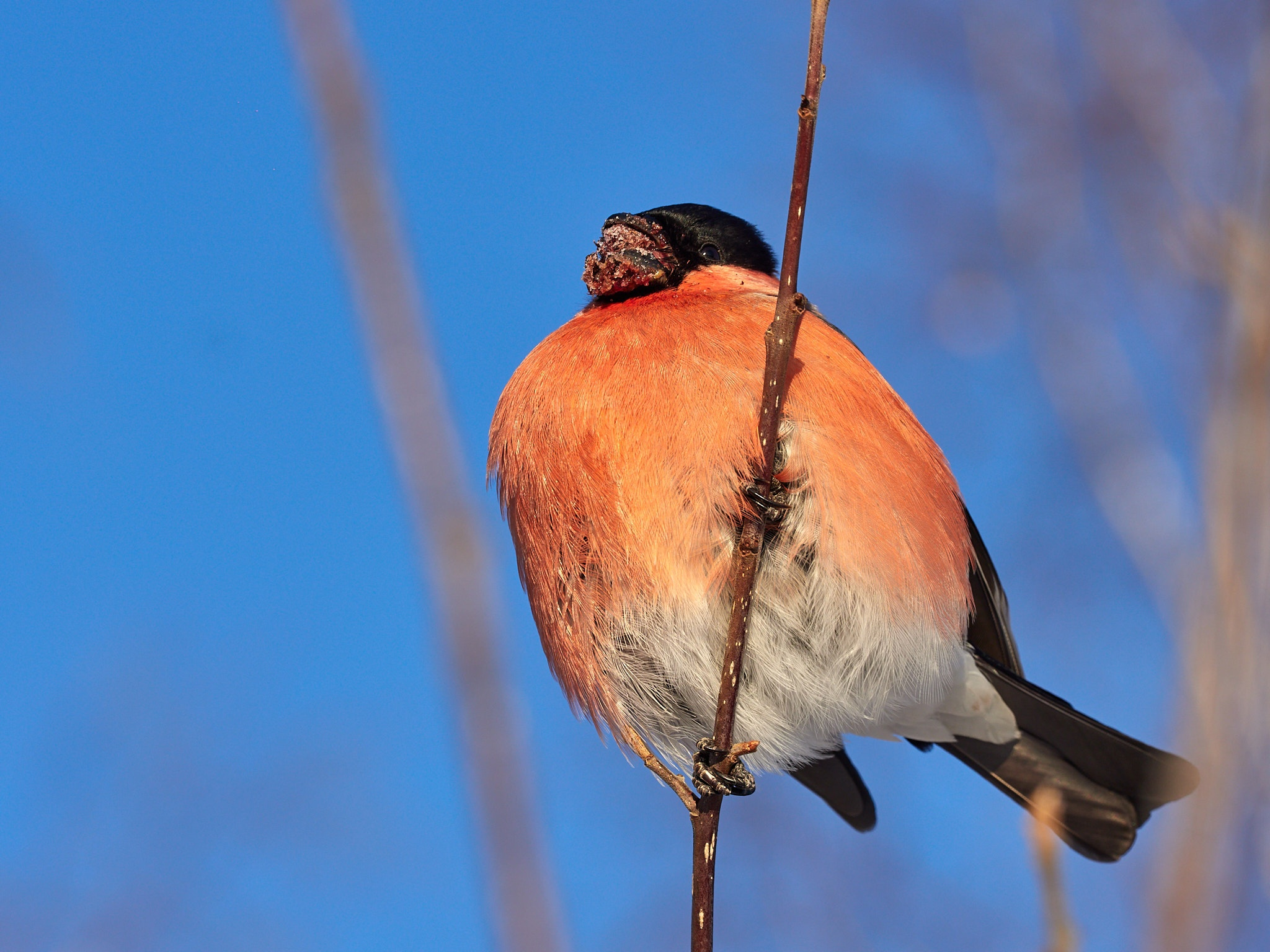 A little more and again -35, fractal frost and berry-stuffed, drunken bullfinches - My, The photo, Landscape, The sun, freezing, Frost, Birds, Bullfinches, Beautiful view, Russia, Longpost