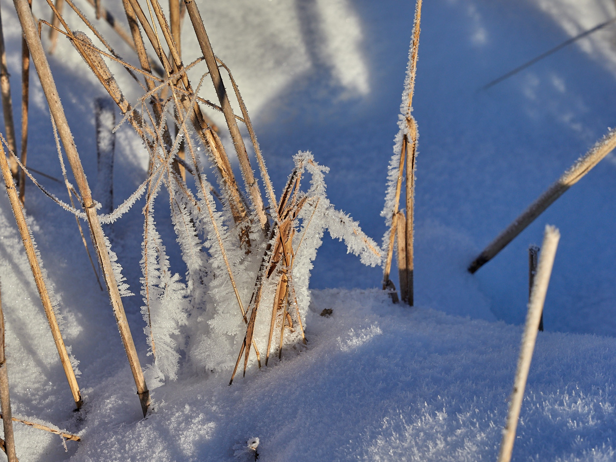 A little more and again -35, fractal frost and berry-stuffed, drunken bullfinches - My, The photo, Landscape, The sun, freezing, Frost, Birds, Bullfinches, Beautiful view, Russia, Longpost