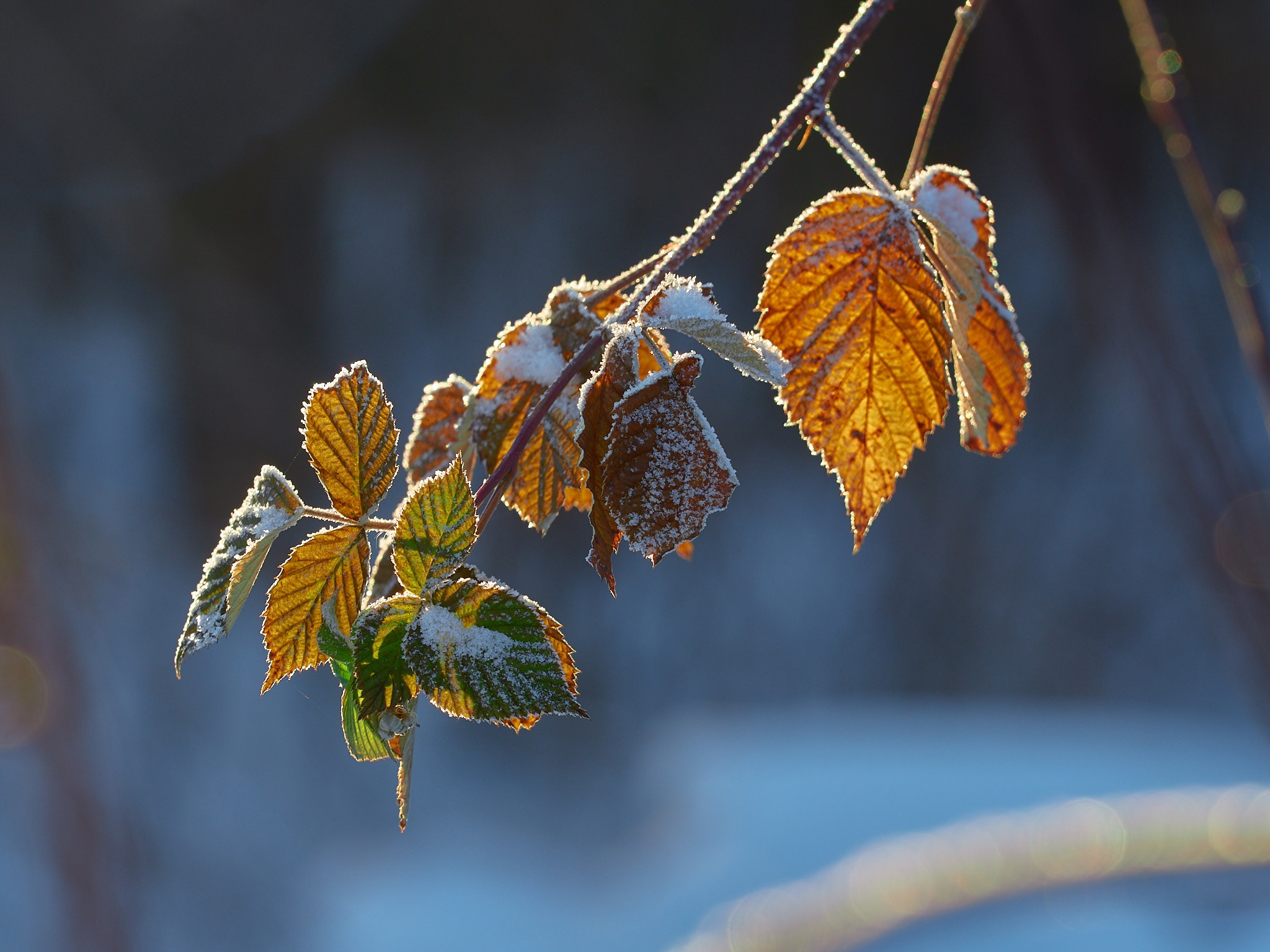 A little more and again -35, fractal frost and berry-stuffed, drunken bullfinches - My, The photo, Landscape, The sun, freezing, Frost, Birds, Bullfinches, Beautiful view, Russia, Longpost