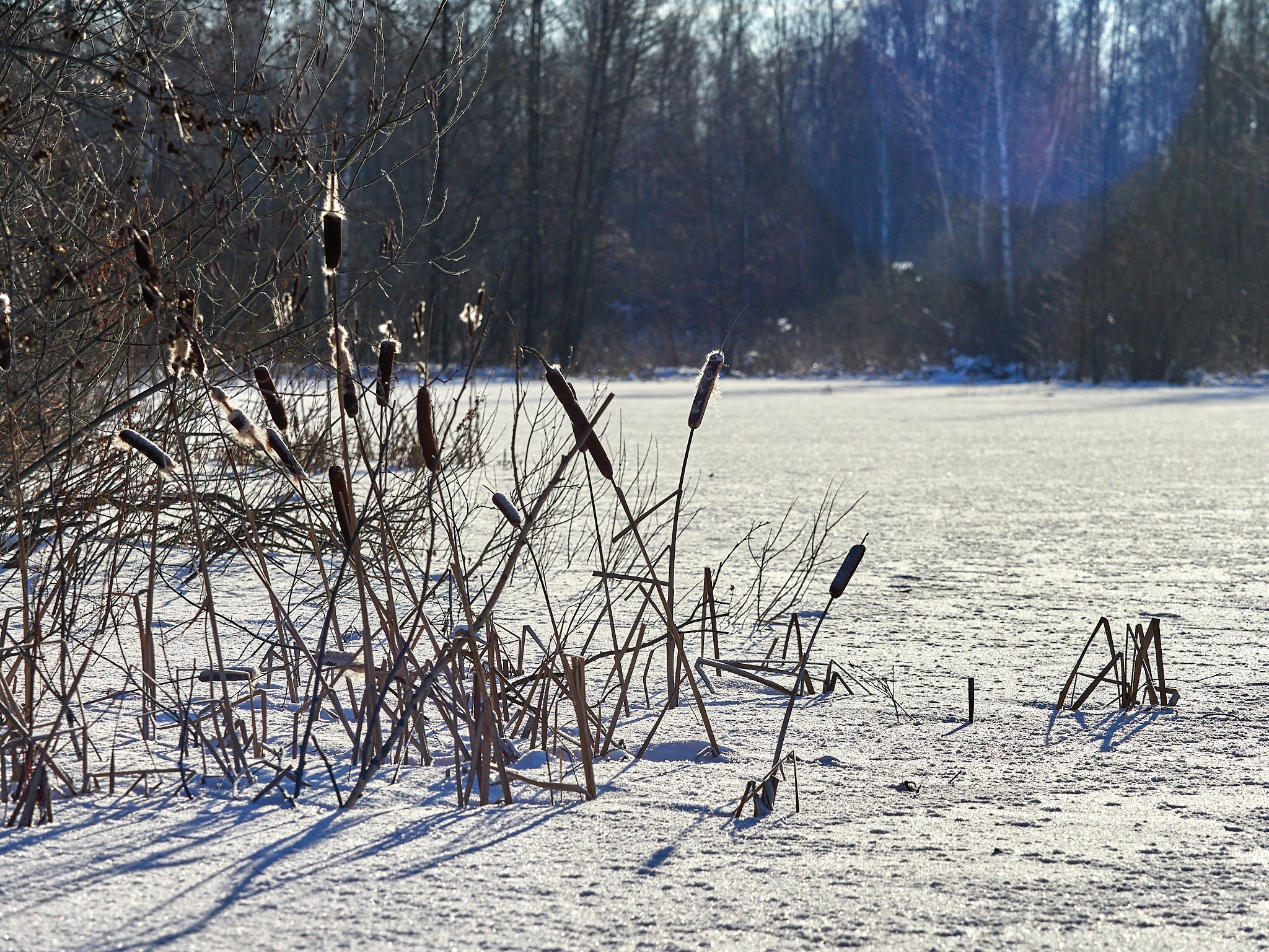 A little more and again -35, fractal frost and berry-stuffed, drunken bullfinches - My, The photo, Landscape, The sun, freezing, Frost, Birds, Bullfinches, Beautiful view, Russia, Longpost