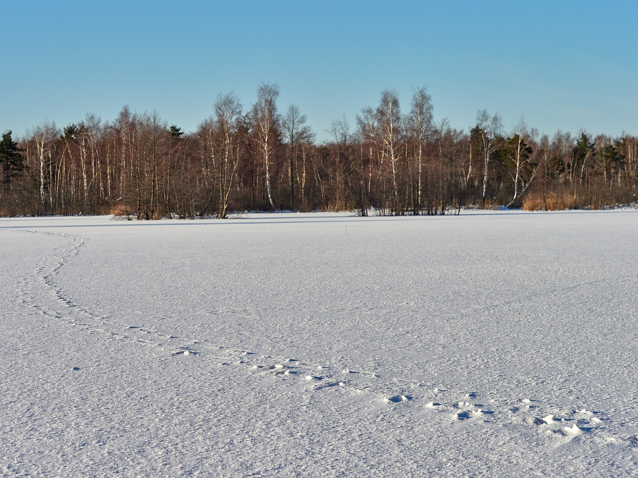 A little more and again -35, fractal frost and berry-stuffed, drunken bullfinches - My, The photo, Landscape, The sun, freezing, Frost, Birds, Bullfinches, Beautiful view, Russia, Longpost