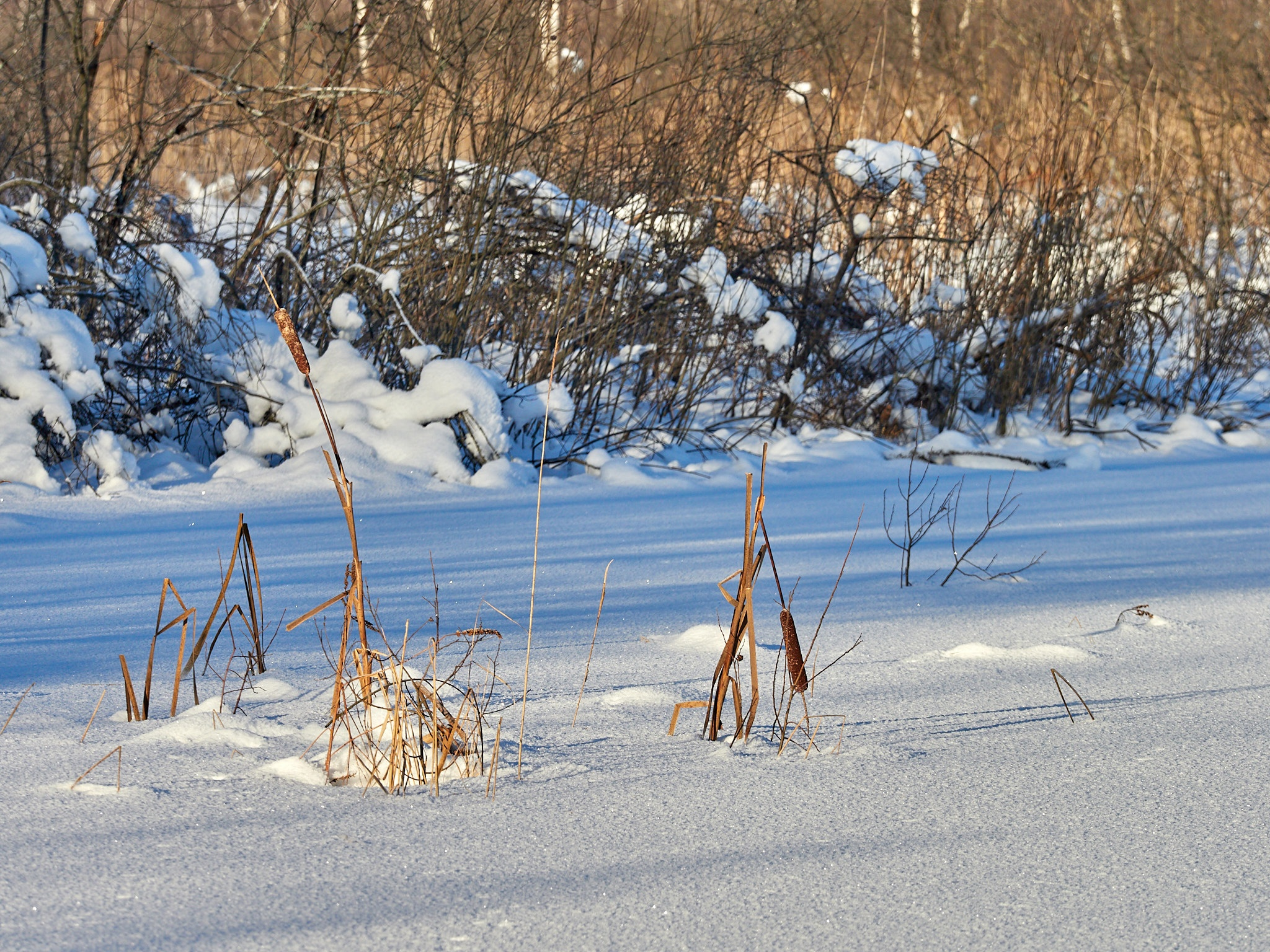 A little more and again -35, fractal frost and berry-stuffed, drunken bullfinches - My, The photo, Landscape, The sun, freezing, Frost, Birds, Bullfinches, Beautiful view, Russia, Longpost