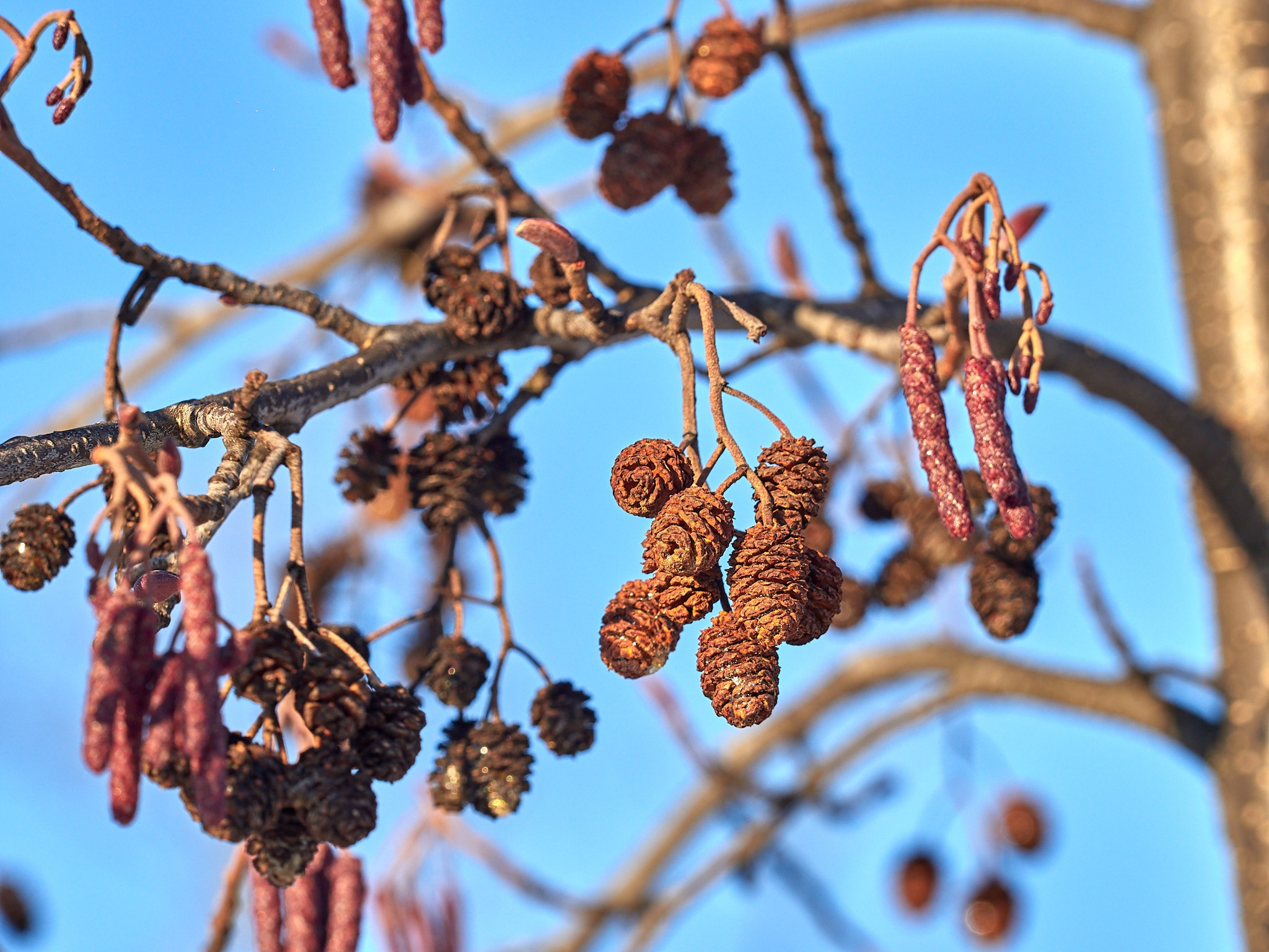 A little more and again -35, fractal frost and berry-stuffed, drunken bullfinches - My, The photo, Landscape, The sun, freezing, Frost, Birds, Bullfinches, Beautiful view, Russia, Longpost