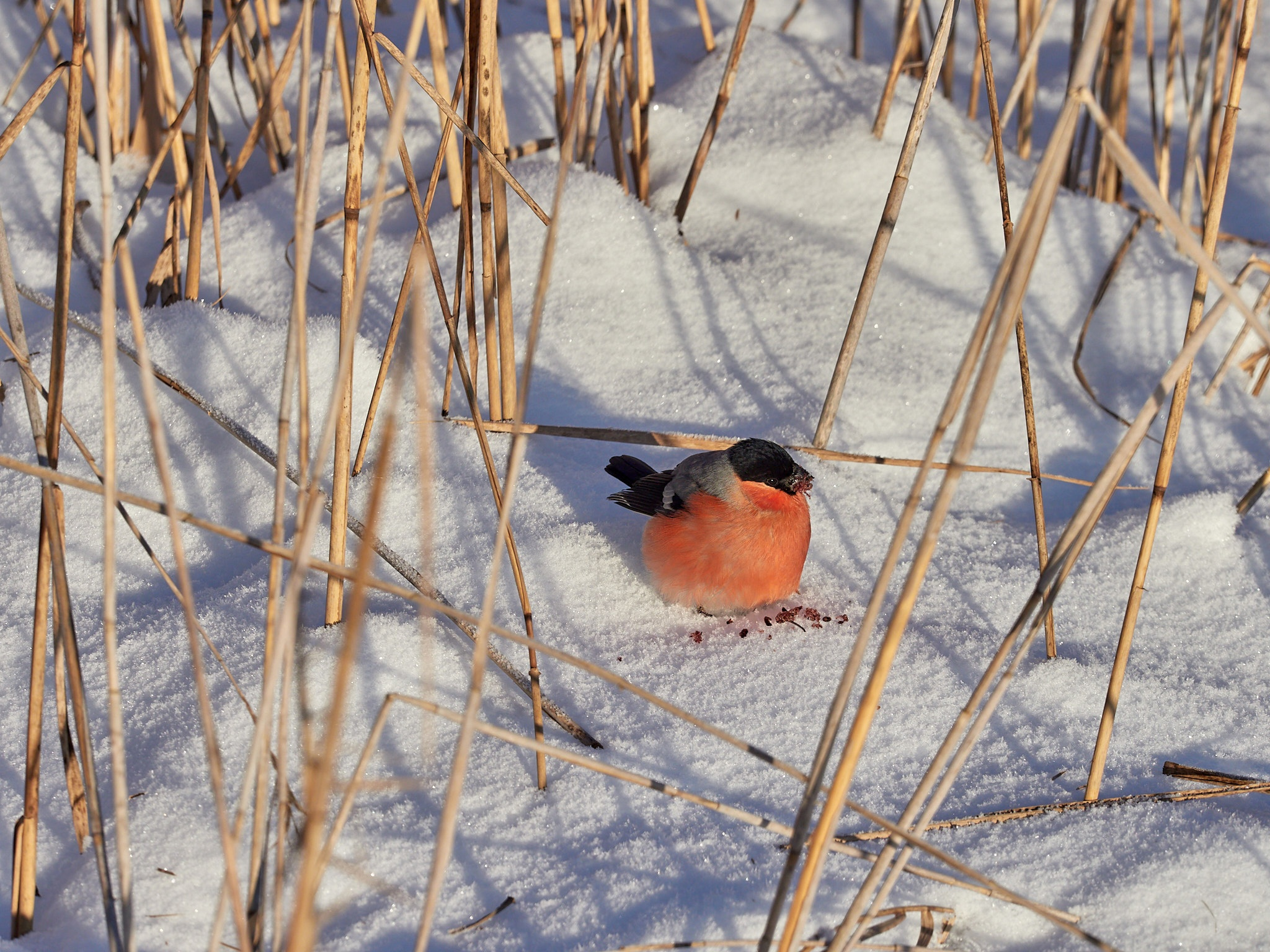 A little more and again -35, fractal frost and berry-stuffed, drunken bullfinches - My, The photo, Landscape, The sun, freezing, Frost, Birds, Bullfinches, Beautiful view, Russia, Longpost