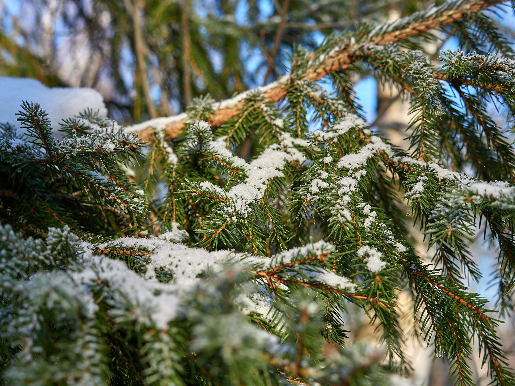 A little more and again -35, fractal frost and berry-stuffed, drunken bullfinches - My, The photo, Landscape, The sun, freezing, Frost, Birds, Bullfinches, Beautiful view, Russia, Longpost