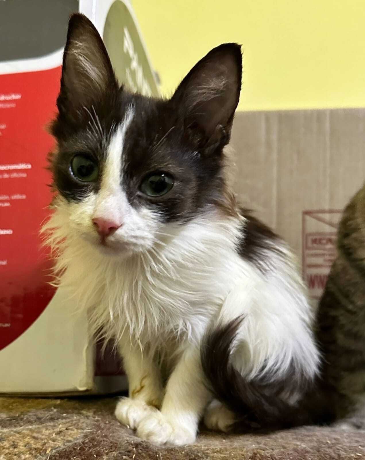 17 cats locked in a cold utility room! Yekaterinburg and the region - My, Kittens, Helping animals, In good hands, Video, Soundless, Vertical video, Longpost, cat, Yekaterinburg