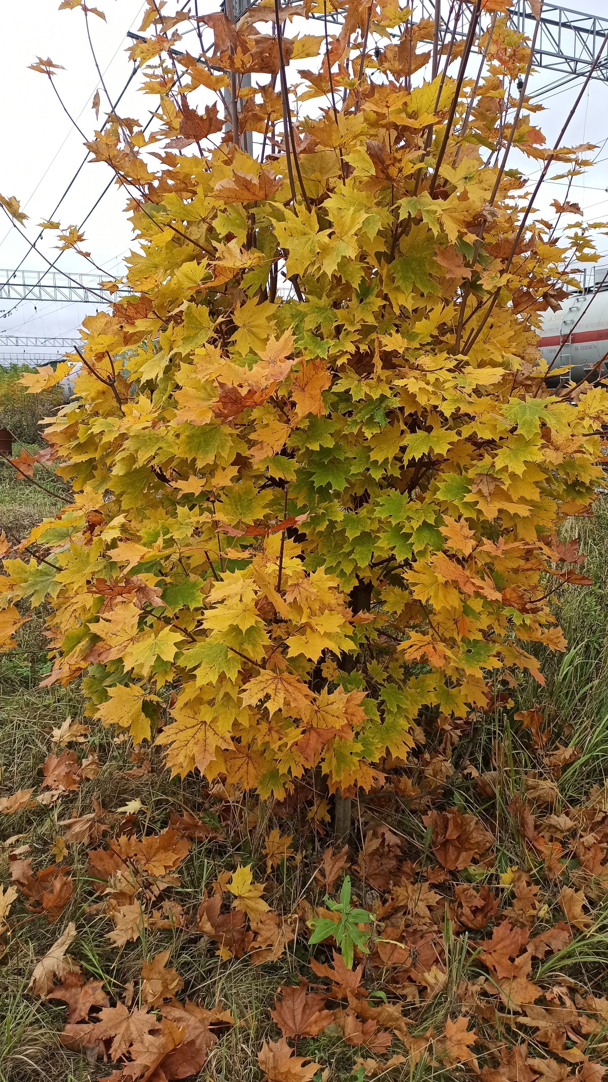 A piece of autumn - My, Autumn, Tree, Maple, Autumn leaves, Nature, The photo