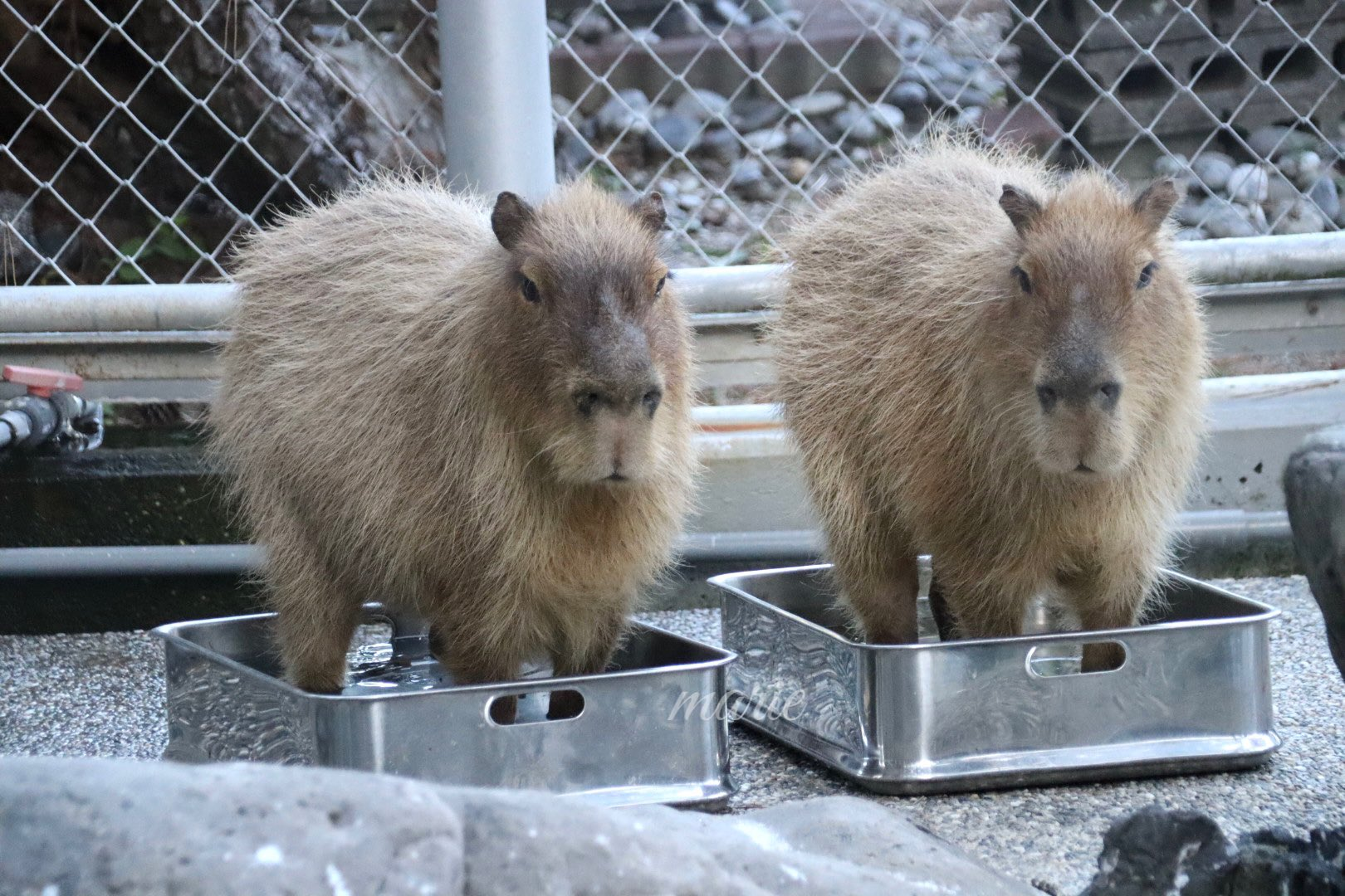 Bake until done - Wild animals, Zoo, Capybara, Rodents