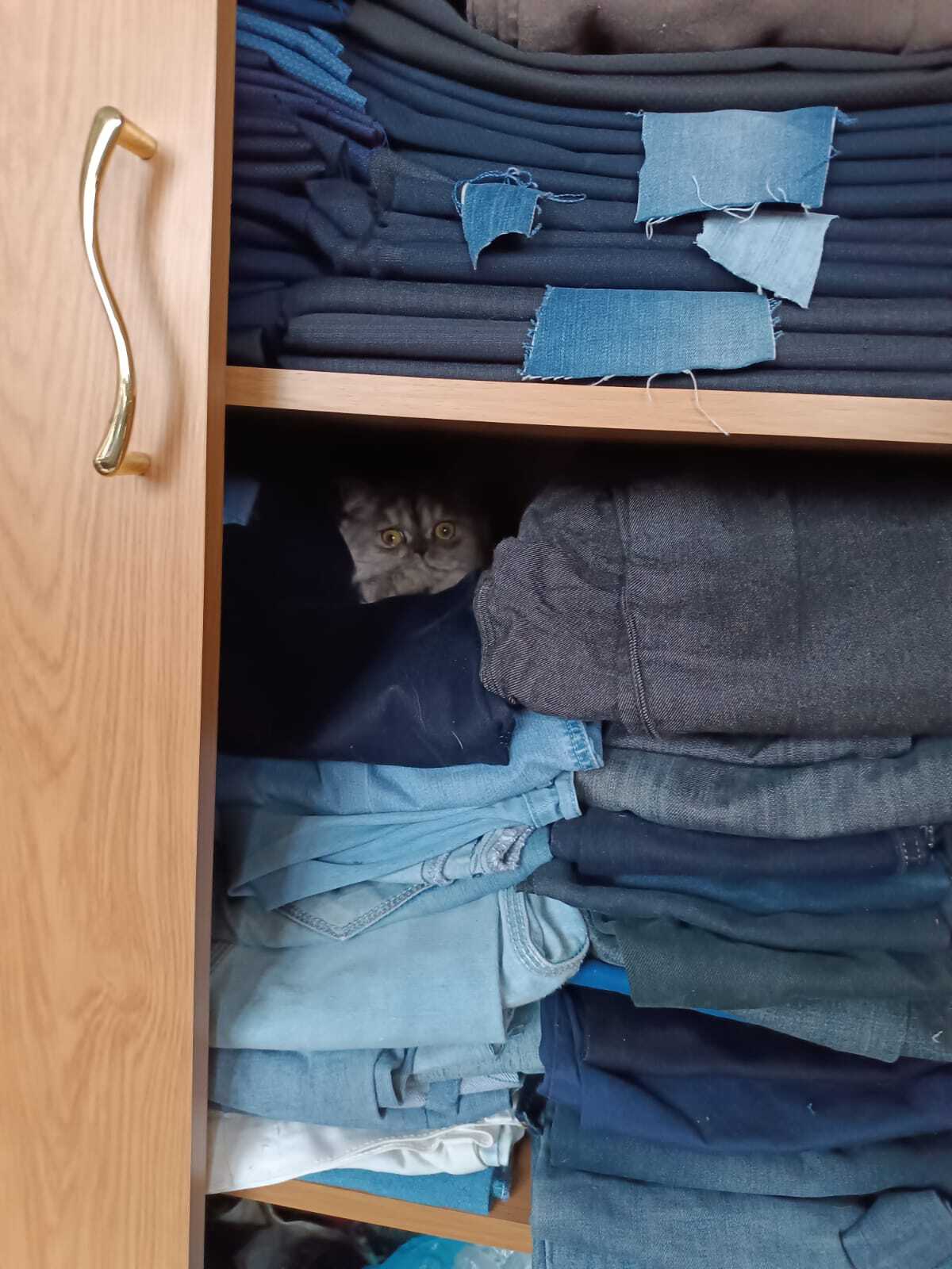 Hidden cat camera - My, cat, Stealth, Closet, Mobile photography, Humor, The photo, Longpost