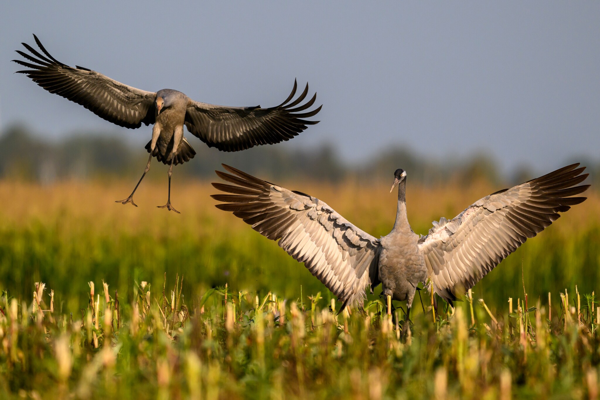 About photo hunting - My, Photo hunting, Ornithology, Longpost