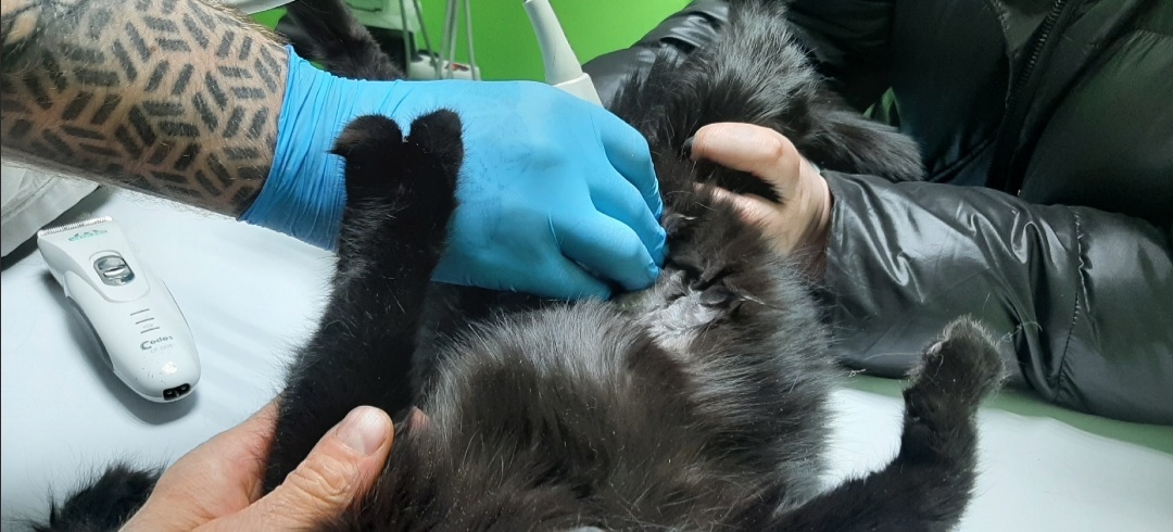 Continuation of the post Survivors. (Cats and cats rescued in the city of Krasnoyarsk) - My, cat, Krasnoyarsk, Animal shelter, Kindness, Animal Rescue, Survivor, Indifference, Together, Longpost, A wave of posts, Fenya, Reply to post