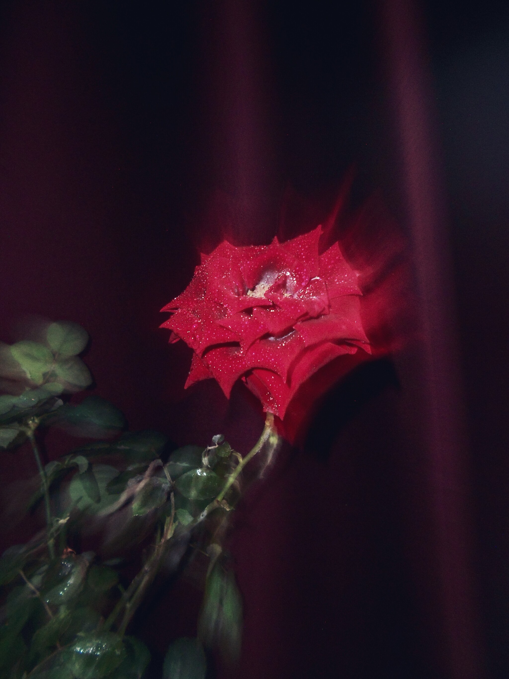 Composition No. 3 Flowers of Passion - My, The photo, Flowers, the Rose, Macro photography, Secret garden, Longpost