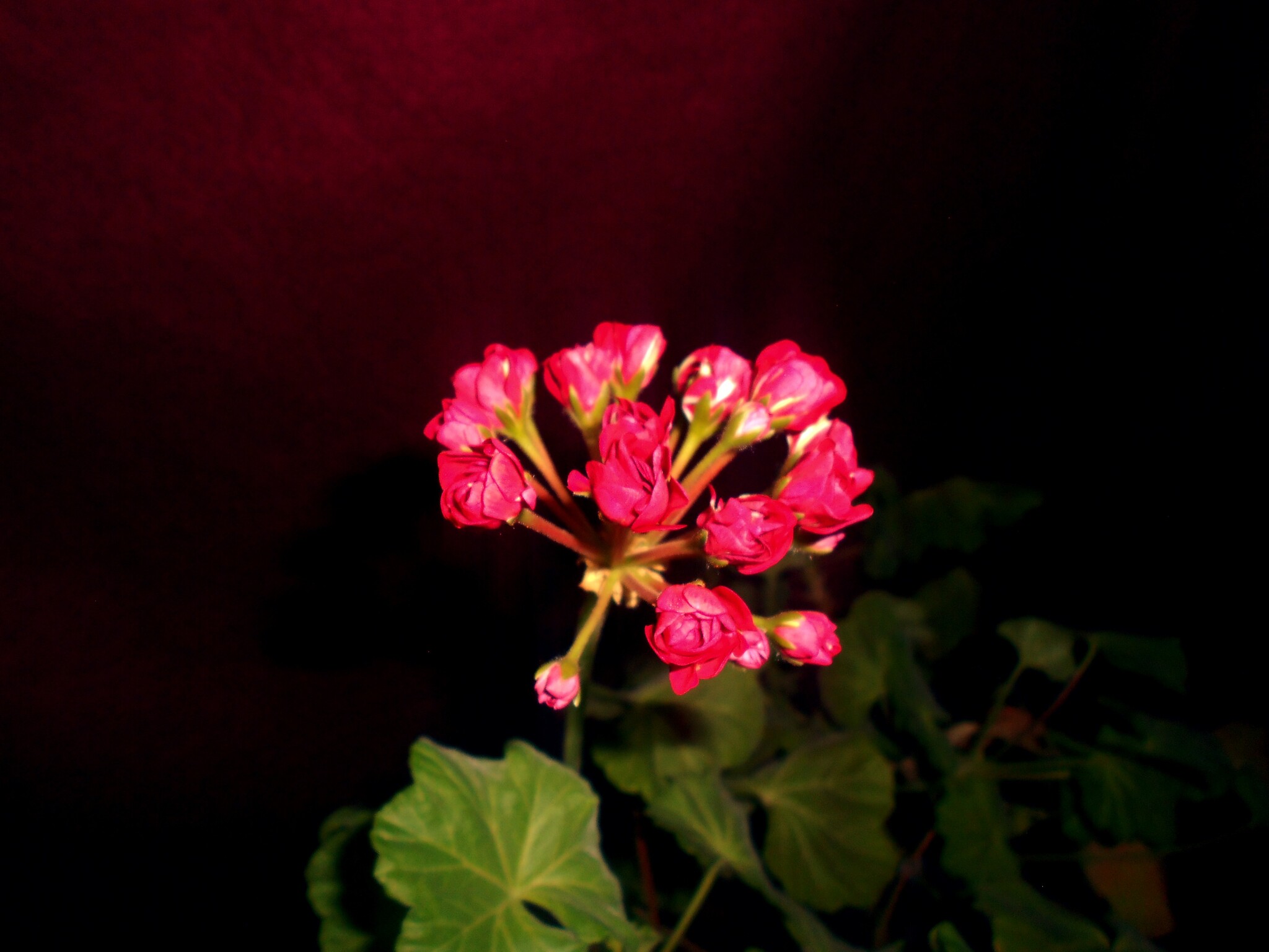 Composition No. 3 Flowers of Passion - My, The photo, Flowers, the Rose, Macro photography, Secret garden, Longpost