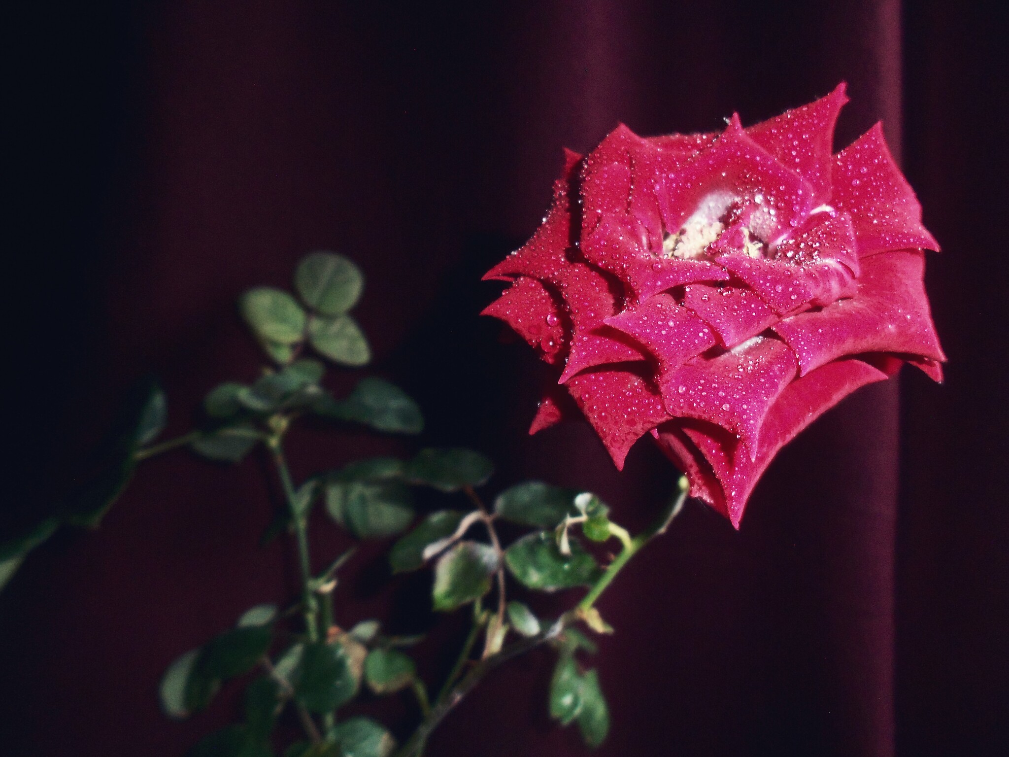 Composition No. 3 Flowers of Passion - My, The photo, Flowers, the Rose, Macro photography, Secret garden, Longpost