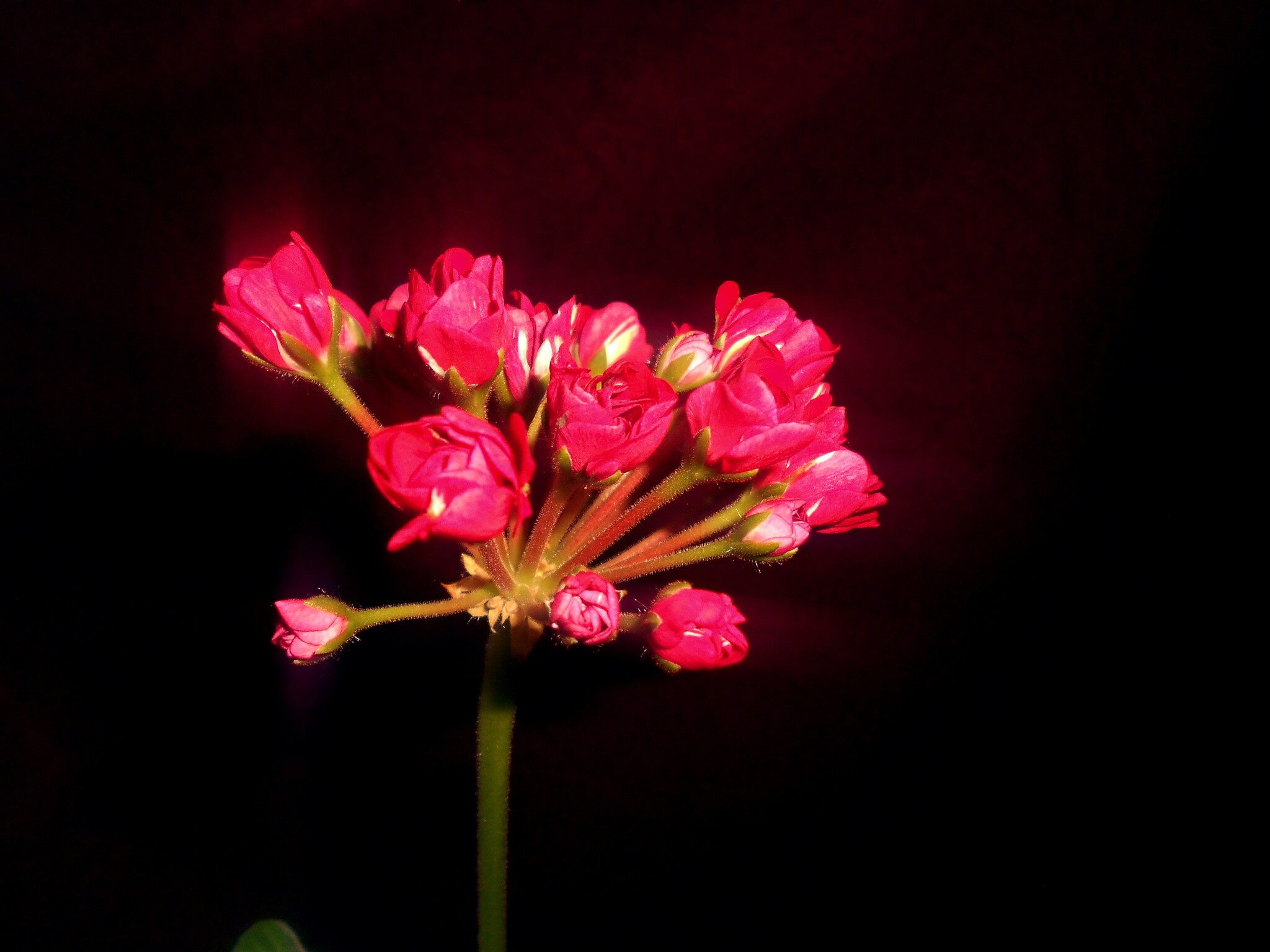 Composition No. 3 Flowers of Passion - My, The photo, Flowers, the Rose, Macro photography, Secret garden, Longpost