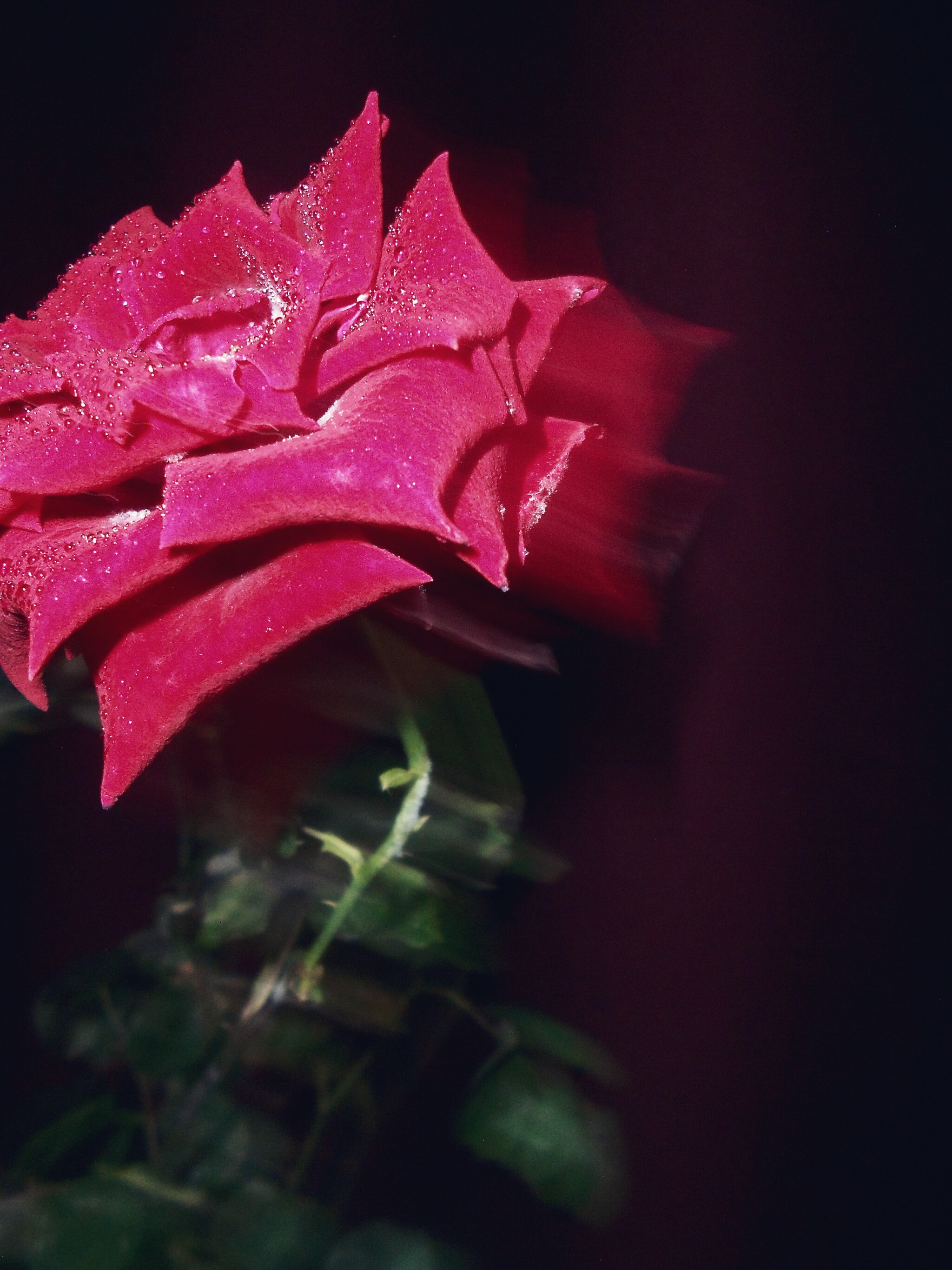 Composition No. 3 Flowers of Passion - My, The photo, Flowers, the Rose, Macro photography, Secret garden, Longpost