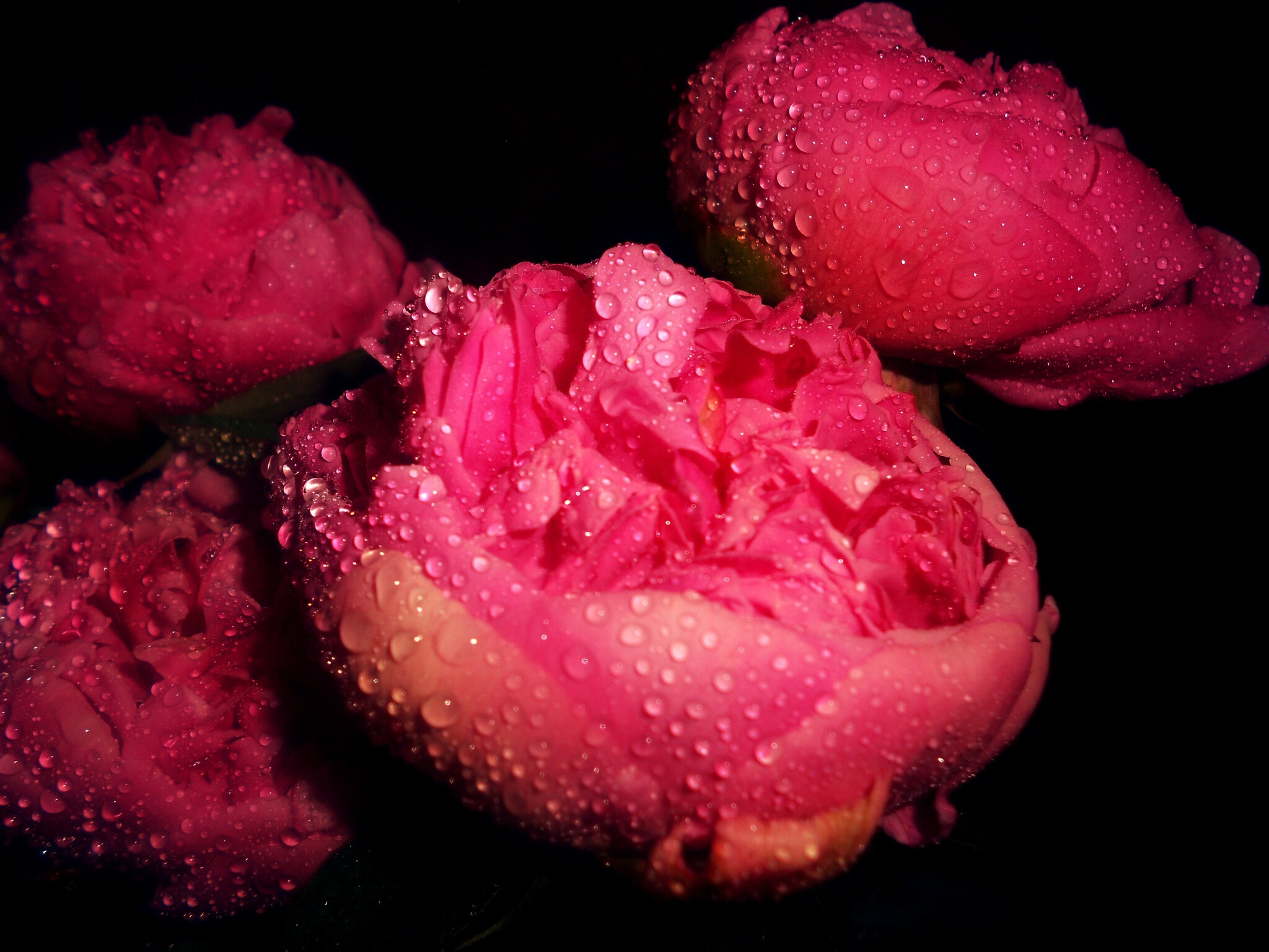 Composition No. 3 Flowers of Passion - My, The photo, Flowers, the Rose, Macro photography, Secret garden, Longpost