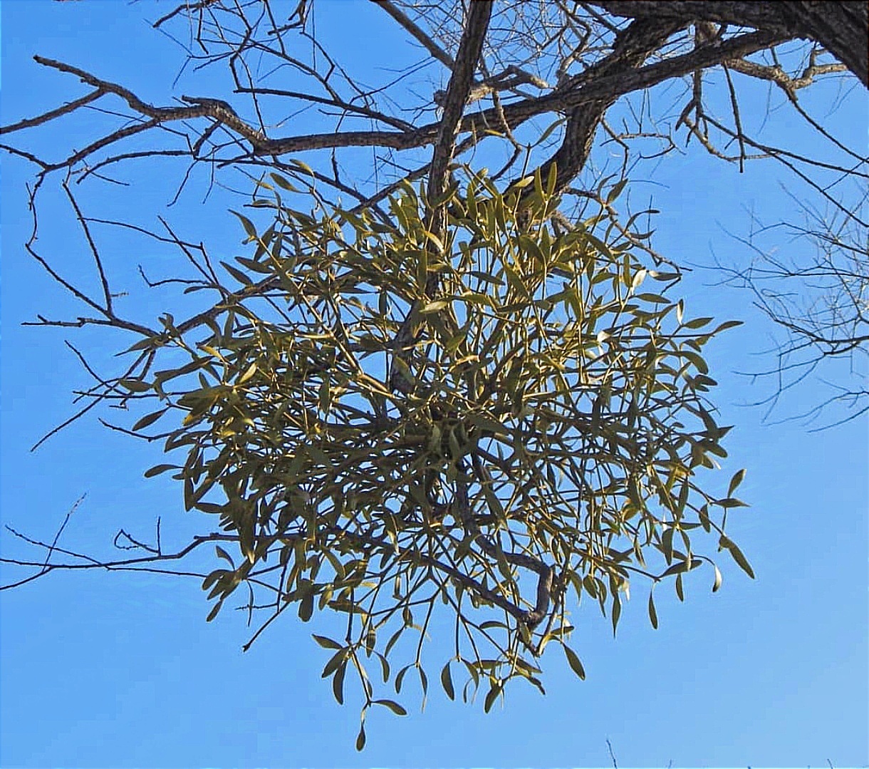 What a parasite! - My, Mistletoe, Parasites, Tree, Botany, Danger, Harm, The photo, Plants, Biology, Дальний Восток, Russia, Longpost