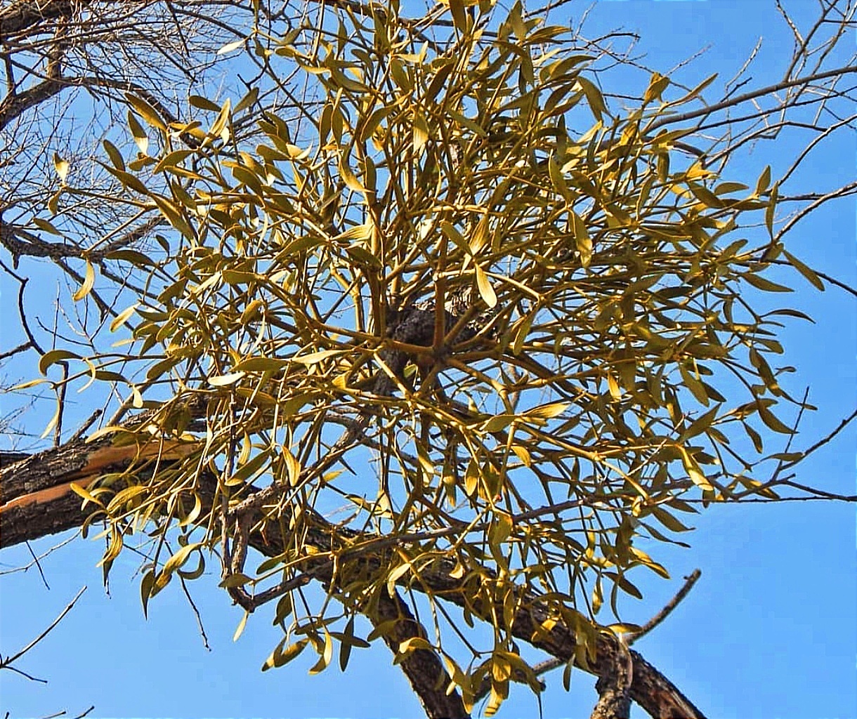 What a parasite! - My, Mistletoe, Parasites, Tree, Botany, Danger, Harm, The photo, Plants, Biology, Дальний Восток, Russia, Longpost