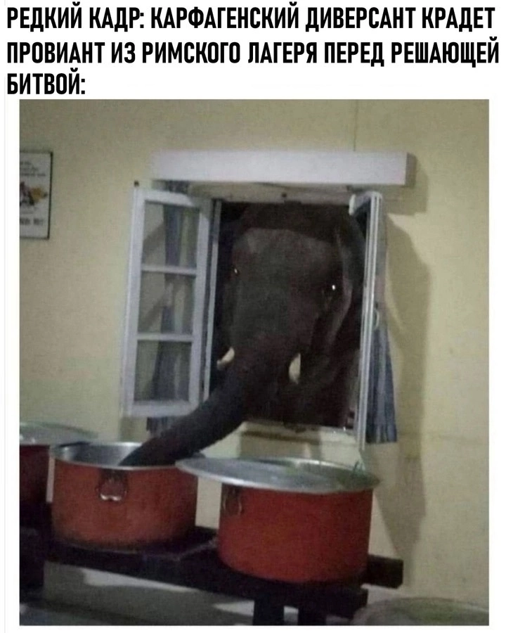 I couldn't pass by) - Politics, История России, Российская империя, Civilization, Critical thinking, Elephants, Carthage, Ancient Rome, Picture with text, Humor