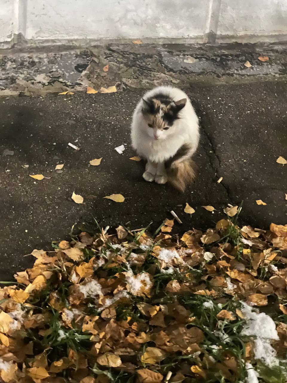 Кошечка на улице. Нужна передержка - Спасение животных, В добрые руки, Бездомные животные, Без рейтинга, Кот, Длиннопост, Передержка