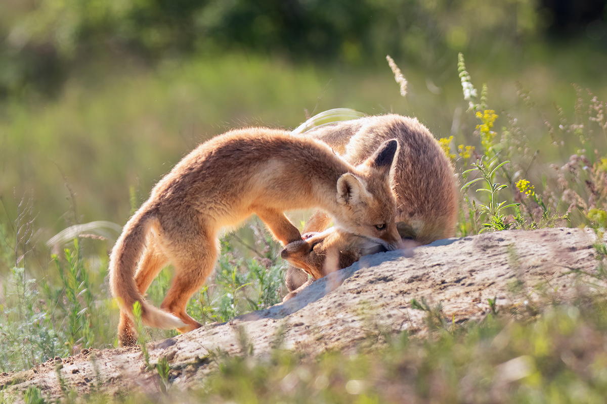 Mutual bite - My, Fox cubs, Fox, Photo hunting, Steppe, Rostov region, Wild animals, The photo