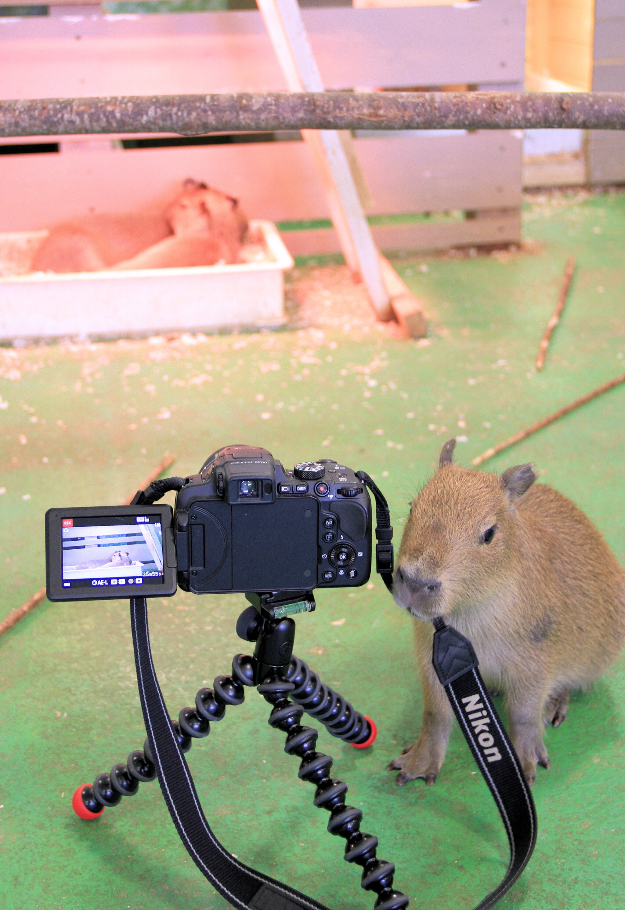 It's not what you think! - Wild animals, Zoo, Capybara, Rodents, Young, Camera, Tripod