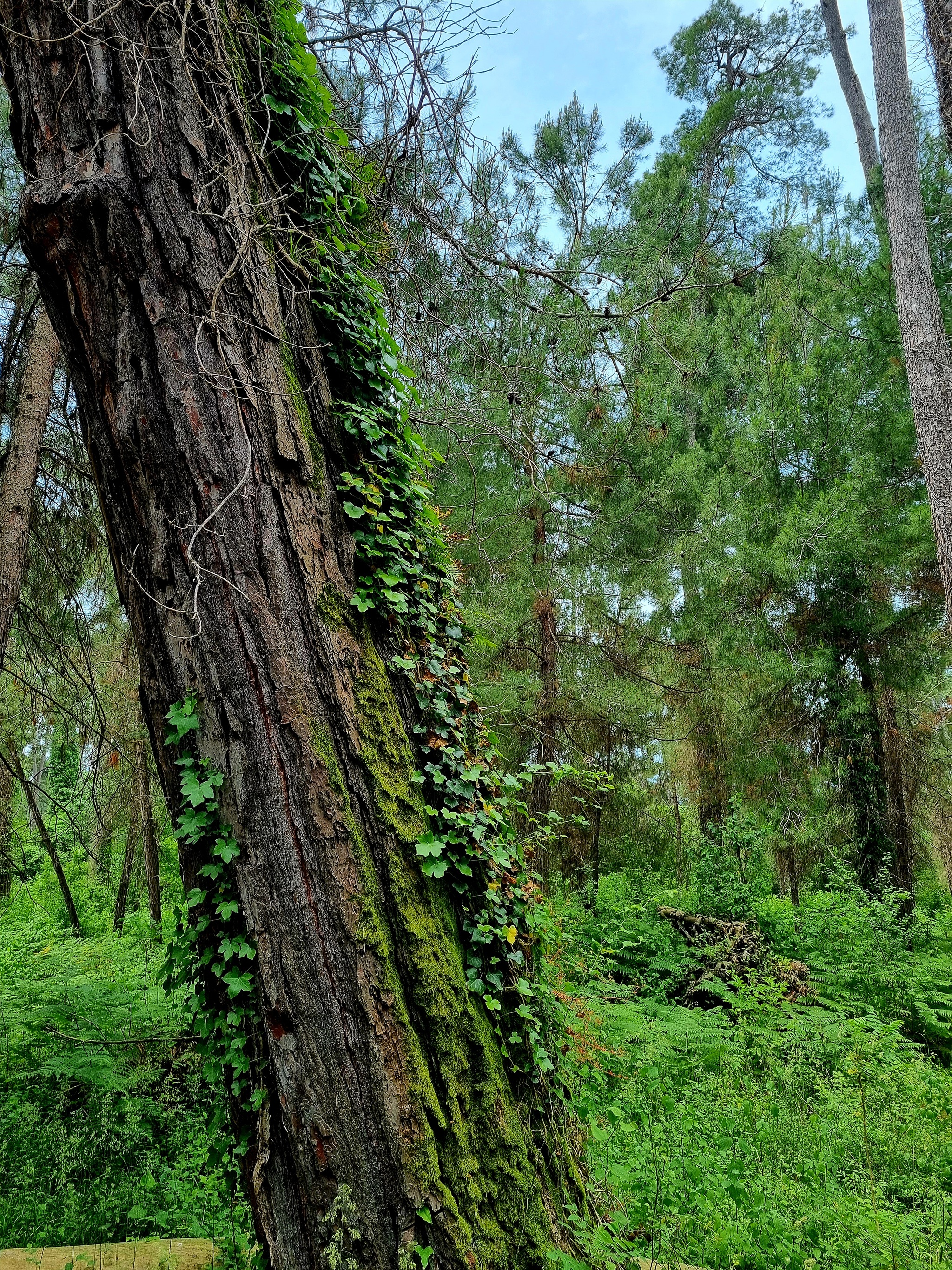 Abkhazia 2022 - My, Abkhazia, Travels, The mountains, Longpost