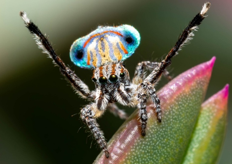 Nice ass, bro! - My, Spider, Jumping spider, Peacock Spider