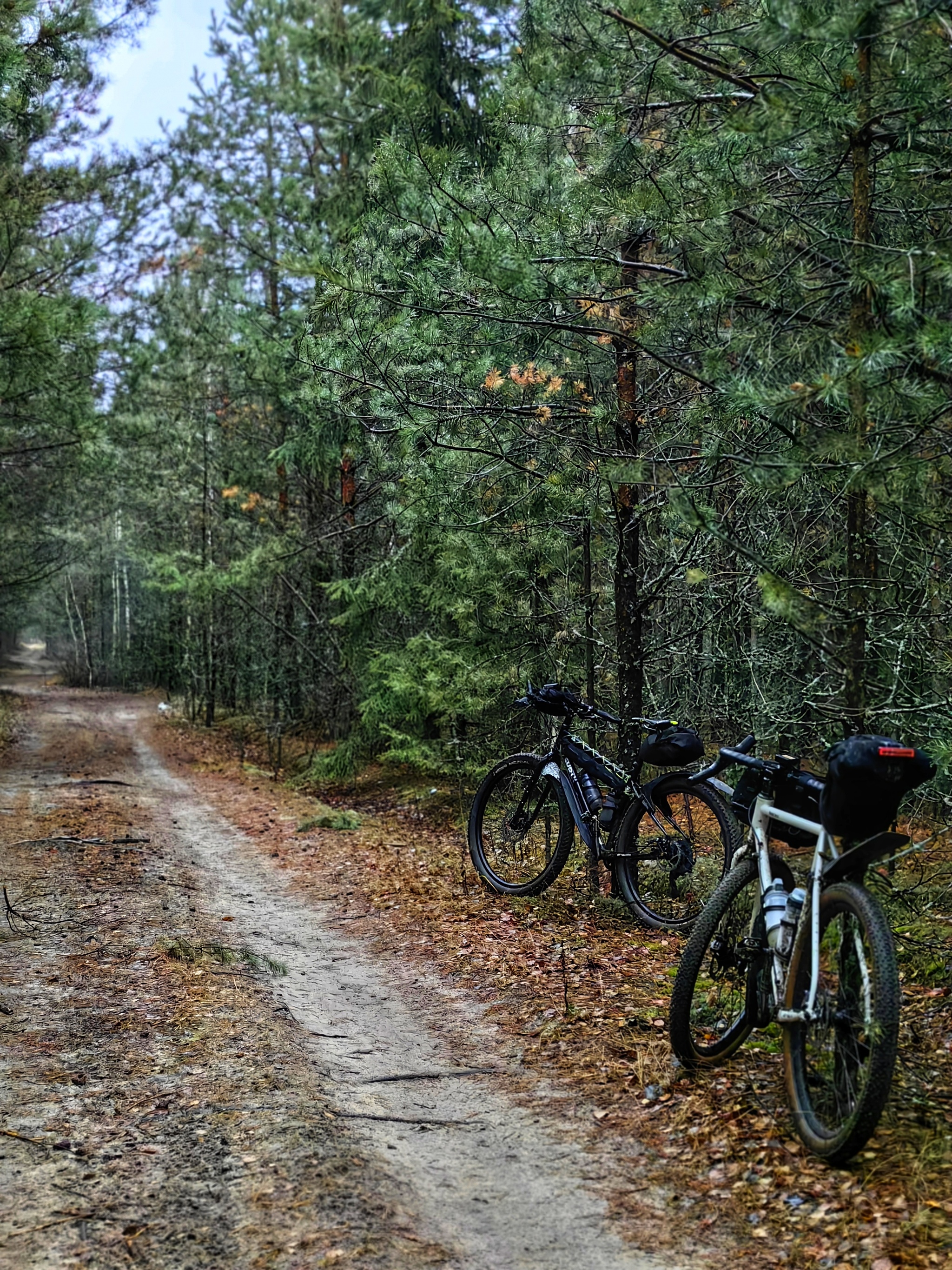 Zapolitsy - Orekhovo-Zuyevo - My, A bike, Travels, Cycling, Nature, Longpost, Bike trip, Bike ride