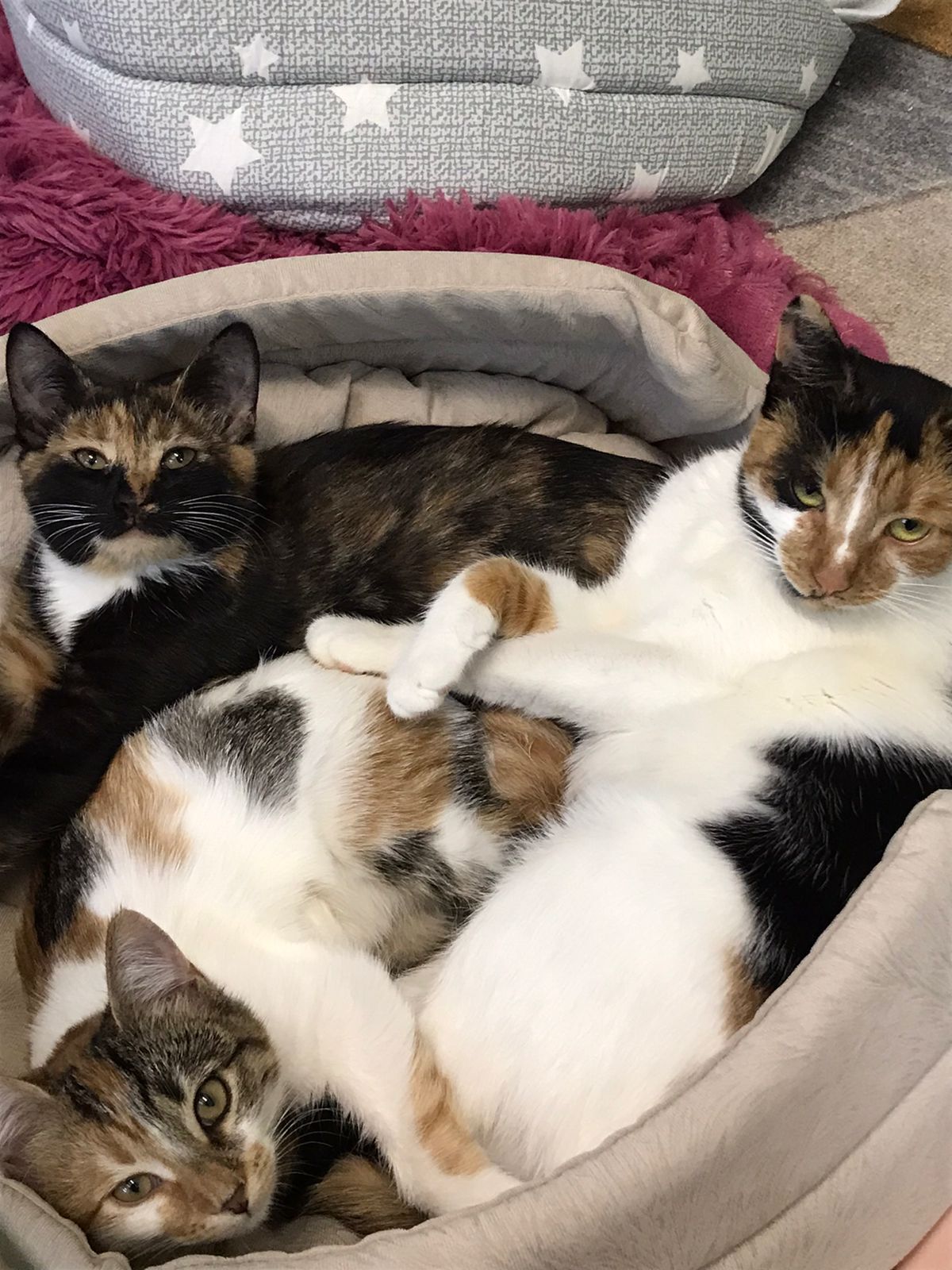 Help find a home for a cat and her kittens - In good hands, Homeless animals, Volunteering, No rating, cat, Cat lovers, Helping animals, Shelter, Good league, Kindness, Moscow, Charity, Pet the cat, Help, The strength of the Peekaboo, Animal Rescue, Longpost, Kittens